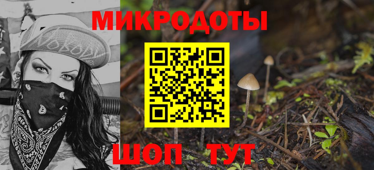 Псилоцибиновые грибы Psilocybe Звенигород